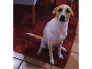 Cachorro raça SRD-ViraLata idade 7 a 11 meses nome Suzielem 