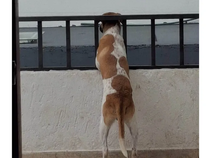 Cachorro ra a SRD-ViraLata idade 7 a 11 meses nome Suzielem 