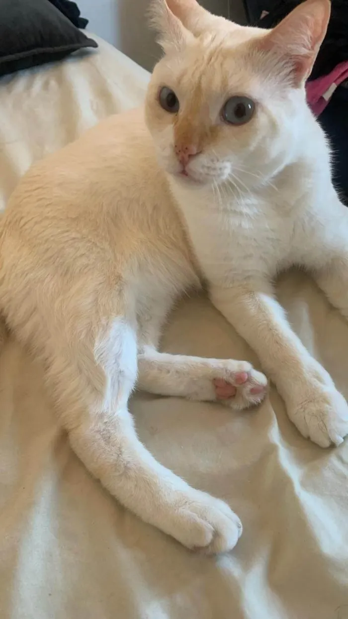 Gato ra a Exótico idade 2 a 6 meses nome Floquinho