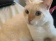 Floquinho