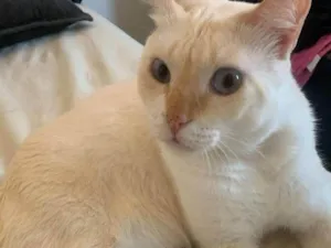 Gato raça Exótico idade 2 a 6 meses nome Floquinho
