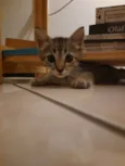 Gato Cinza Rajado
