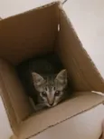 Gato Cinza Rajado