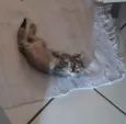 Gato Cinza Rajado