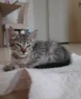 Gato Cinza Rajado