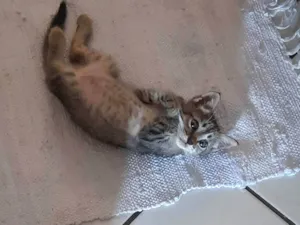 Gato raça SRD-ViraLata idade 2 a 6 meses nome Gato Cinza Rajado
