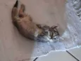 Gato Cinza Rajado