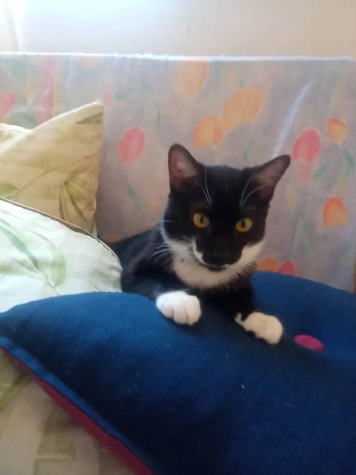 Gato ra a SRD-ViraLata idade 2 a 6 meses nome FREDERICO