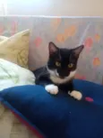 FREDERICO