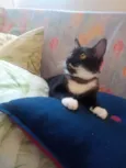 FREDERICO