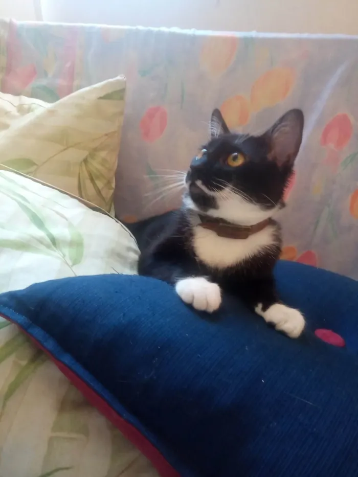 Gato ra a SRD-ViraLata idade 2 a 6 meses nome FREDERICO