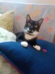 FREDERICO