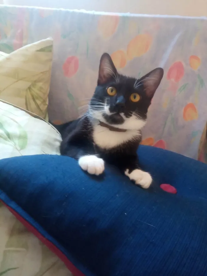 Gato ra a SRD-ViraLata idade 2 a 6 meses nome FREDERICO
