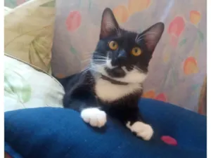 Gato raça SRD-ViraLata idade 2 a 6 meses nome FREDERICO