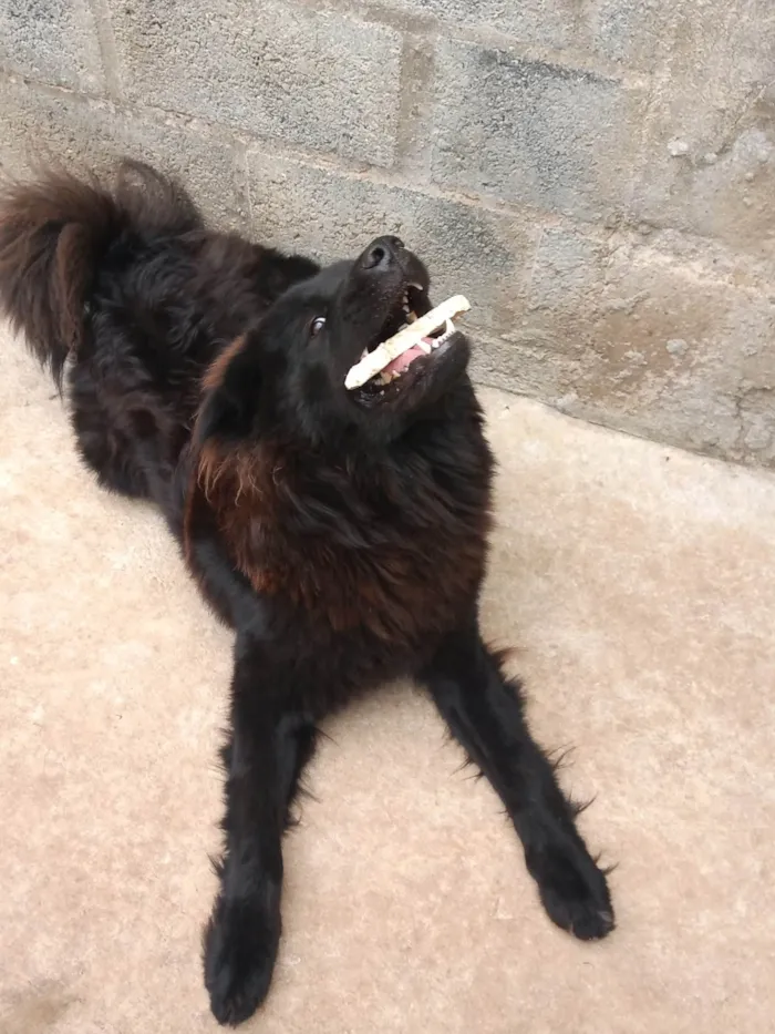 Cachorro ra a Chow Chow idade 4 anos nome Senhor Jack