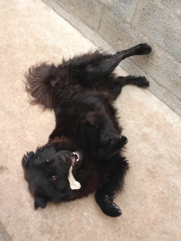 Cachorro ra a Chow Chow idade 4 anos nome Senhor Jack