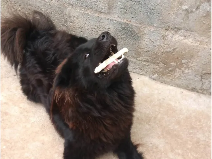 Cachorro ra a Chow Chow idade 4 anos nome Senhor Jack