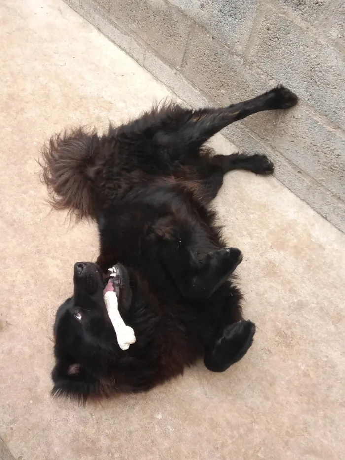 Cachorro ra a Chow Chow idade 4 anos nome Senhor Jack