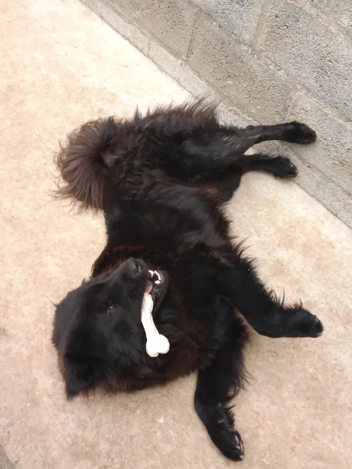 Cachorro ra a Chow Chow idade 4 anos nome Senhor Jack
