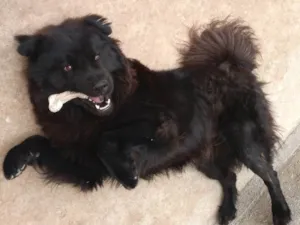Cachorro raça Chow Chow idade 4 anos nome Senhor Jack