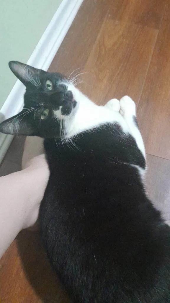 Gato ra a SRD-ViraLata idade 2 a 6 meses nome Adoção Urgente