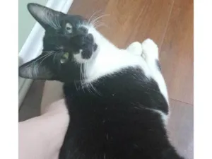 Gato raça SRD-ViraLata idade 2 a 6 meses nome Adoção Urgente