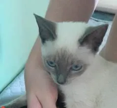 Gato ra a SRD-ViraLata idade 2 a 6 meses nome Fêmea Urgente