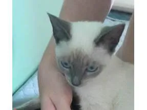 Gato ra a SRD-ViraLata idade 2 a 6 meses nome Fêmea Urgente