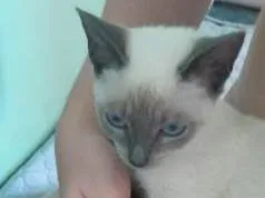 Gato raça SRD-ViraLata idade 2 a 6 meses nome Fêmea Urgente