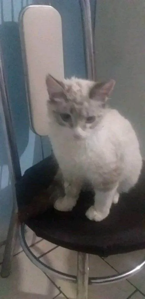 Gato ra a SRD-ViraLata idade 2 a 6 meses nome Filhote Porte P Urgente
