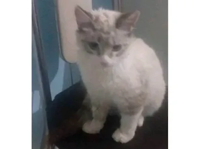 Gato raça SRD-ViraLata idade 2 a 6 meses nome Filhote Porte P Urgente