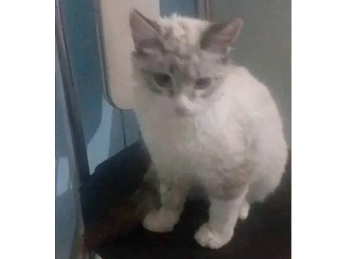 Gato ra a SRD-ViraLata idade 2 a 6 meses nome Filhote Porte P Urgente