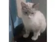 Filhote Porte P Urgente