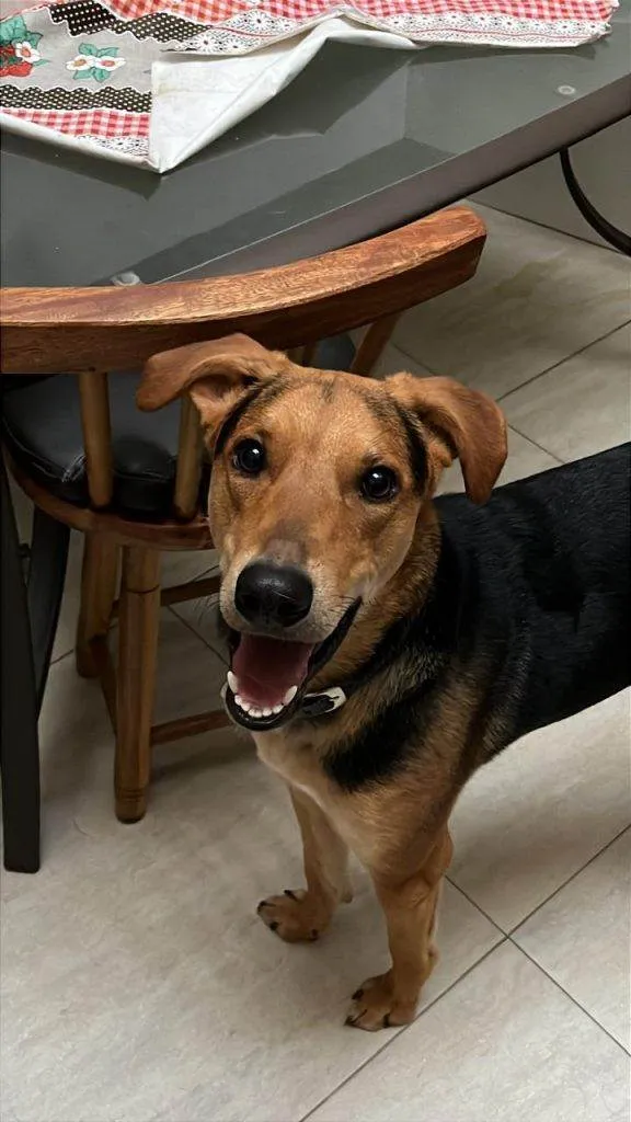 Cachorro ra a SRD-ViraLata idade 7 a 11 meses nome Adoção Urgente