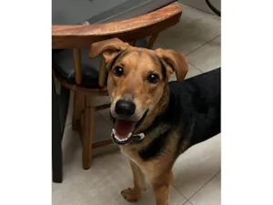 Cachorro raça SRD-ViraLata idade 7 a 11 meses nome Adoção Urgente
