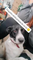 2 Cães Urgente