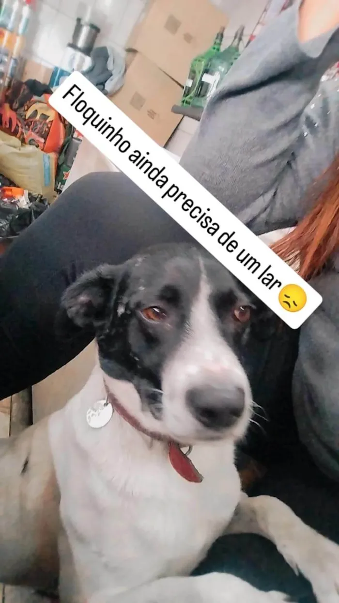 Cachorro ra a SRD-ViraLata idade 2 a 6 meses nome 2 Cães Urgente