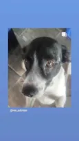 2 Cães Urgente