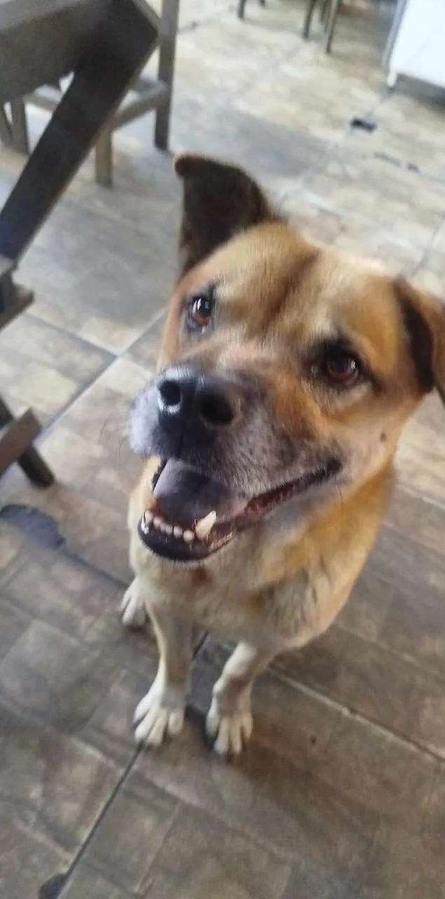 Cachorro ra a SRD-ViraLata idade 2 a 6 meses nome 2 Cães Urgente