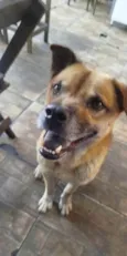 2 Cães Urgente
