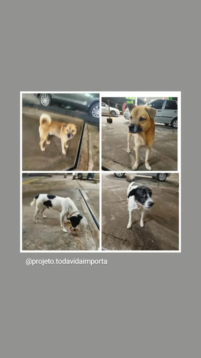 Cachorro ra a SRD-ViraLata idade 2 a 6 meses nome 2 Cães Urgente