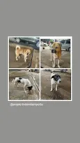 2 Cães Urgente
