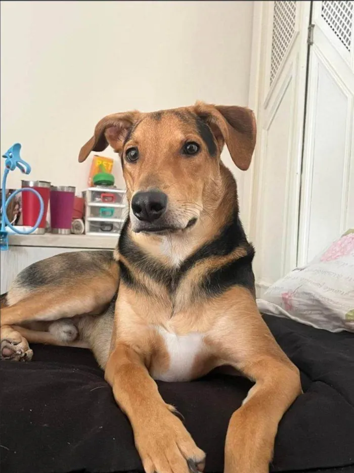 Cachorro ra a SRD-ViraLata idade 2 a 6 meses nome 2 Cães Urgente