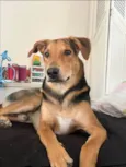 2 Cães Urgente