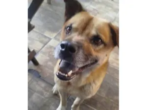 Cachorro raça SRD-ViraLata idade 2 a 6 meses nome 2 Cães Urgente