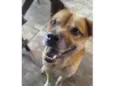 2 Cães Urgente