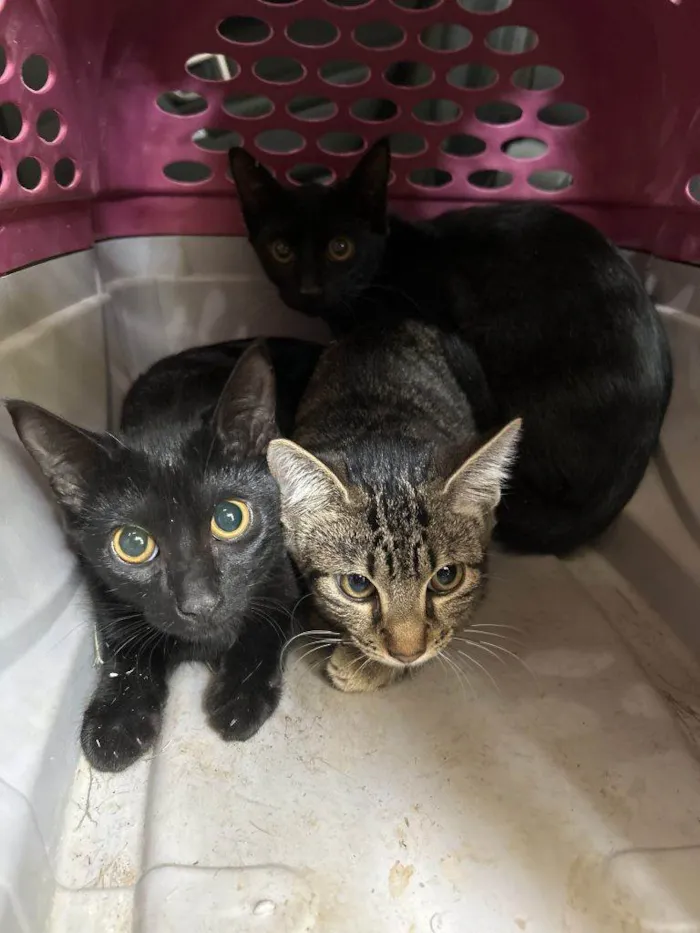 Gato ra a SRD-ViraLata idade 2 a 6 meses nome Gatos Urgente