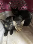 Gatos Urgente