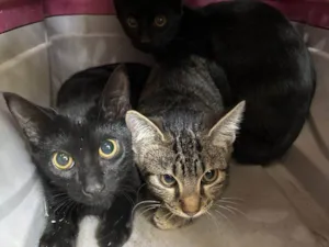 Gato raça SRD-ViraLata idade 2 a 6 meses nome Gatos Urgente