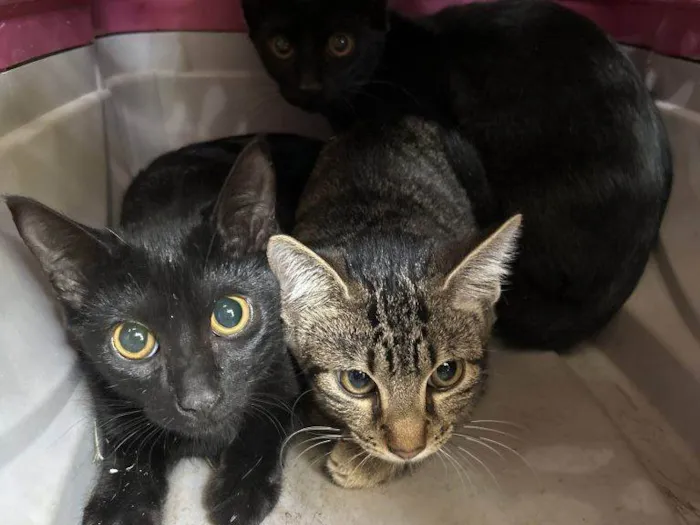 Gato ra a SRD-ViraLata idade 2 a 6 meses nome Gatos Urgente